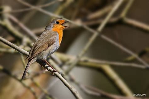 singvogel foto bild natur tiere voegel bilder auf fotocommunity