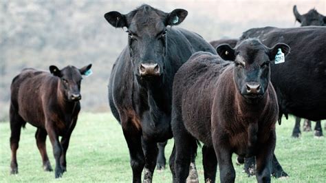 top  cattle breeds     rich farming base