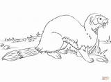 Coloring Pages Ferret Ermine Weasel Polecat Footed American Animals Printable Print Drawing Baby Designlooter 1228 67kb sketch template