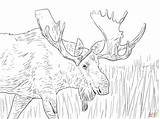 Moose Coloring Pages Alaska Printable Animals Christmas Elk Kids Deer Color Print Drawing Wild Cool Colouring Adults Bull Clip Drawings sketch template