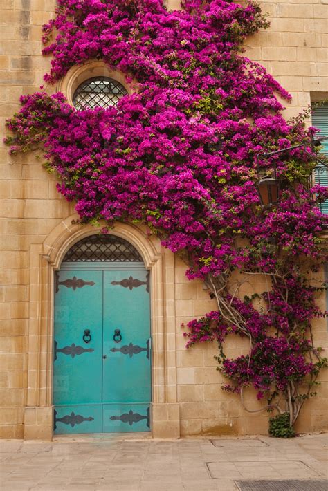 front door plants   inviting