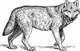 Wolf Outline Clipart Cliparting sketch template