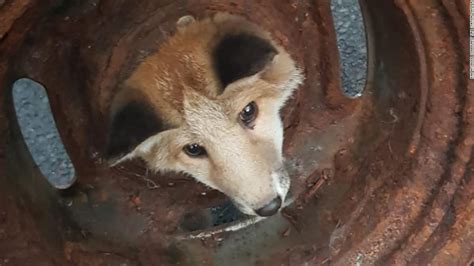 a fox cub was rescued after getting its head stuck in a wheel cnn