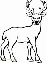 Deer Coloring Pages Antler Getdrawings sketch template