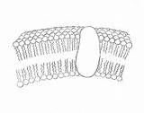 Draw Membrane Cell Plasma Lipid Shown Tails sketch template