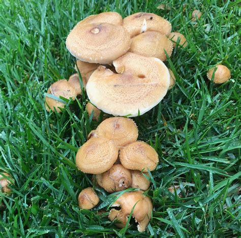 mushrooms  lawn   manage  fungus    money pit