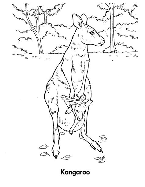 coloring page kangaroo  animals printable coloring pages