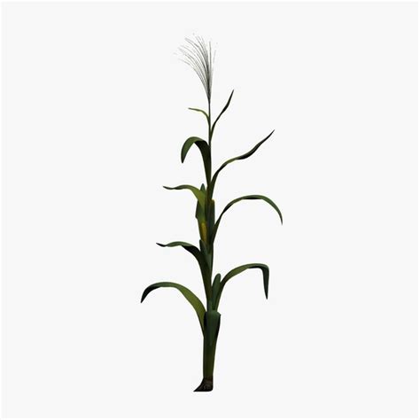 corn stalk vector clipart