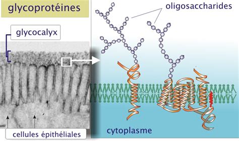 1 la cellule et sa membrane plasmique [biologie cellulaire