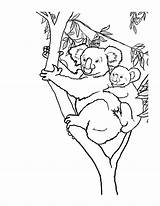 Koala Coloring Pages Printable Kids Animal sketch template