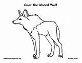 Coloring Wolf Maned Exploringnature sketch template