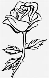 Rose Line Drawing Clipart Clip Cliparting sketch template