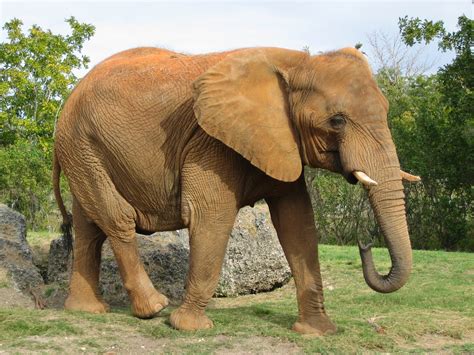 african elephant  true facts fresh  wildlife  world