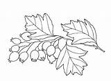 Hawthorn Coloring sketch template