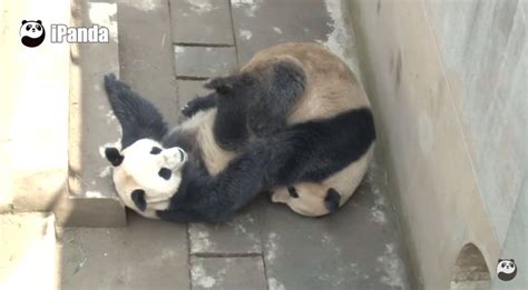 chinese panda breaks own sex record nsfw pics