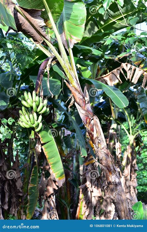 banana tree  philippines stock image image  organic
