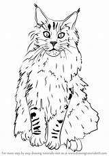 Coon Maine Drawing Cats Draw Step Learn sketch template