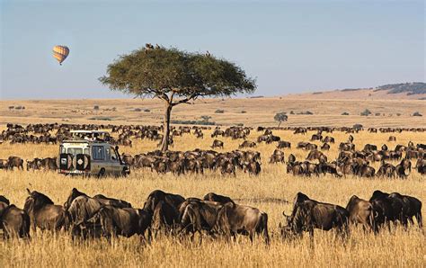 maasai mara game reserves micato safaris