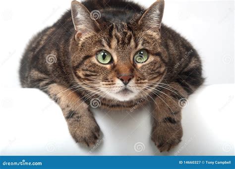 adult tabby cat royalty  stock photography image