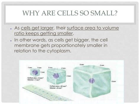 Ppt Chapter 9 Cellular Growth And Mitosis Powerpoint Presentation