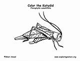 Katydid Coloring Labeling Exploringnature sketch template