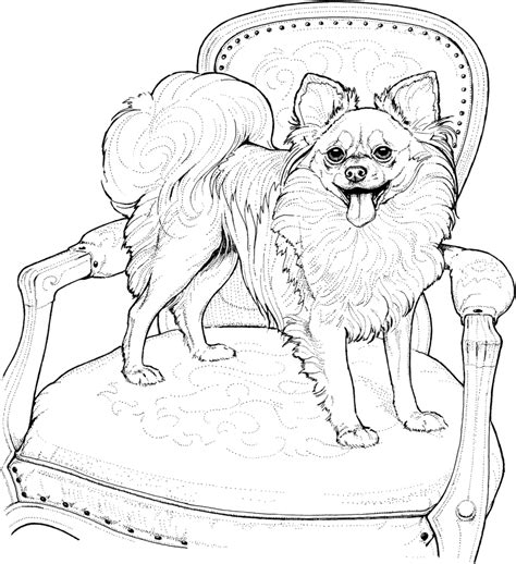 chihuahua coloring pages  kids coloring home
