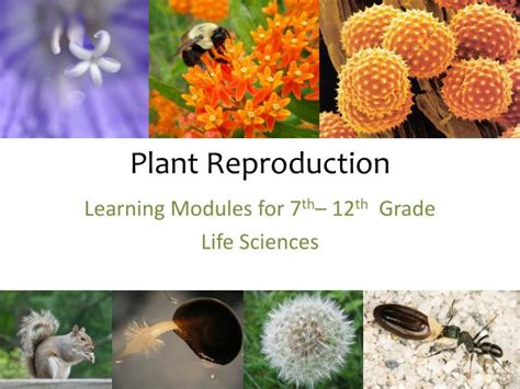 plant reproduction powerpoint    id