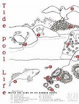 Tide Pool Coloring Pools Ocean Activities Worksheets Kids Clipart Zones Tidal Unit Coast Animal School Pages Matching Number Magic Stem sketch template