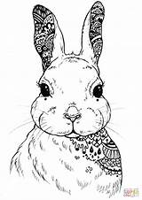 Seniors Ausmalbilder Zentangle Bunny Honeycombe Hase Rabbits Hare Healthcarechannel sketch template