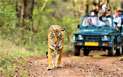 wildlife sanctuaries  india   top attractions