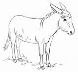 Burro Donkey Burros sketch template