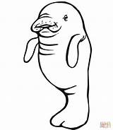 Manatee Coloring Baby Pages Printable Manatees Mother Color Information Drawing Popular Florida Clipartmag Cute Template sketch template