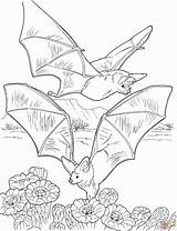 Nietoperz Kolorowanki Bats Nectar Dzieci Bestcoloringpagesforkids Druku Pobrania Strona Birijus sketch template