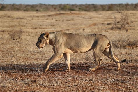 tsavos male lions maneless tsavo trust