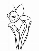 Daffodil Drawing Outline Coloring Flower Drawings Pages Daffodils Blooming Narcissus Clipart Netart Clip Clipartmag Getdrawings Drawn Kids Paintingvalley sketch template