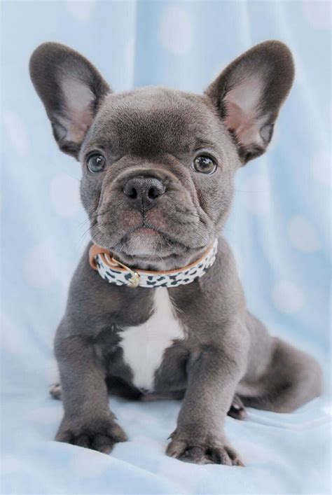 frenchie puppies  sale frenchie puppy cute dogs  puppies