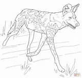 Dog Wild African Painted Coloring Pages Hunting Drawing Dogs Printable sketch template