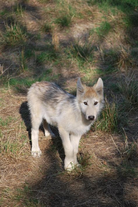 grey wolf cub  nicamshilova  deviantart