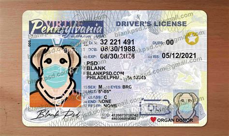 puerto rico drivers license template   blank psd