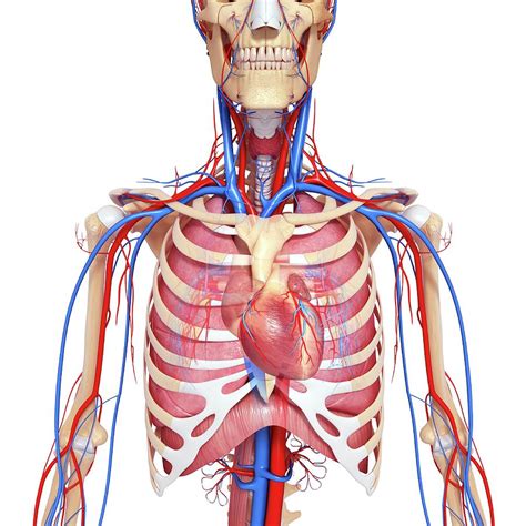 anatomy  chest anatomy  chest wall  thoracic cavity medical
