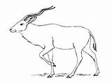 Antelope Antilope Antelop Mewarnai Pintarcolorir Designlooter sketch template