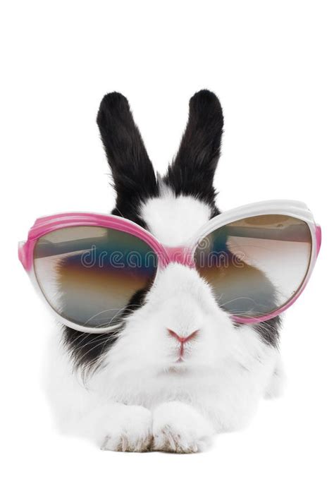 rabbit  sunglasses isolated  white ad sunglasses rabbit white isolated ad