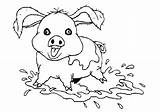 Pig Mud Coloring Bath sketch template