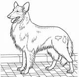Colly Redbone Coonhound sketch template