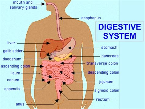 digestive system st ppt