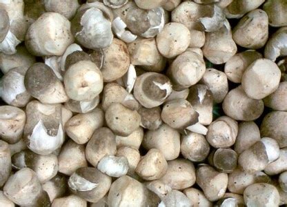 peluang bisnis budidaya jamur merang berbisnis jamur