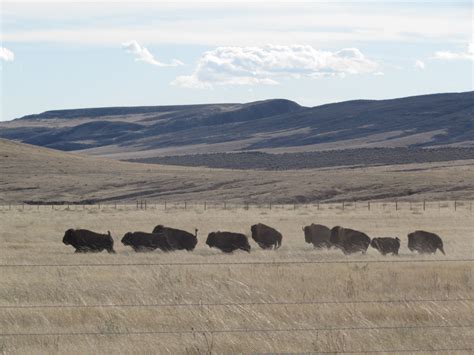 wild bison return   colorado prairie  national wildlife federation blog