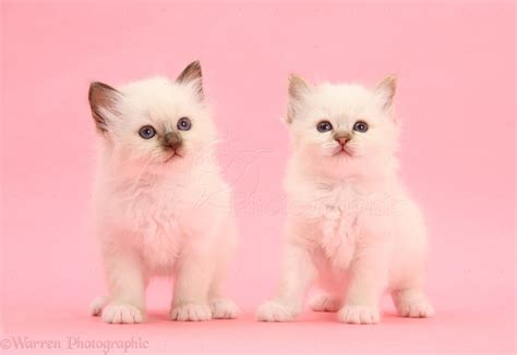 pink tabby cat kitten foto bugil bokep