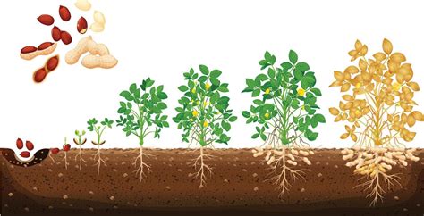 peanut growing stages vector illustration  flat design  cycle