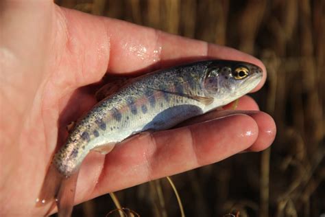 species spotlight steelhead oregon natural desert association